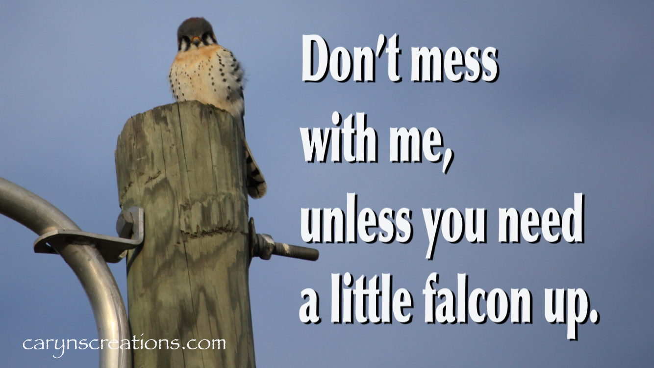 Don’t mess with me, unless you need a little falcon up.