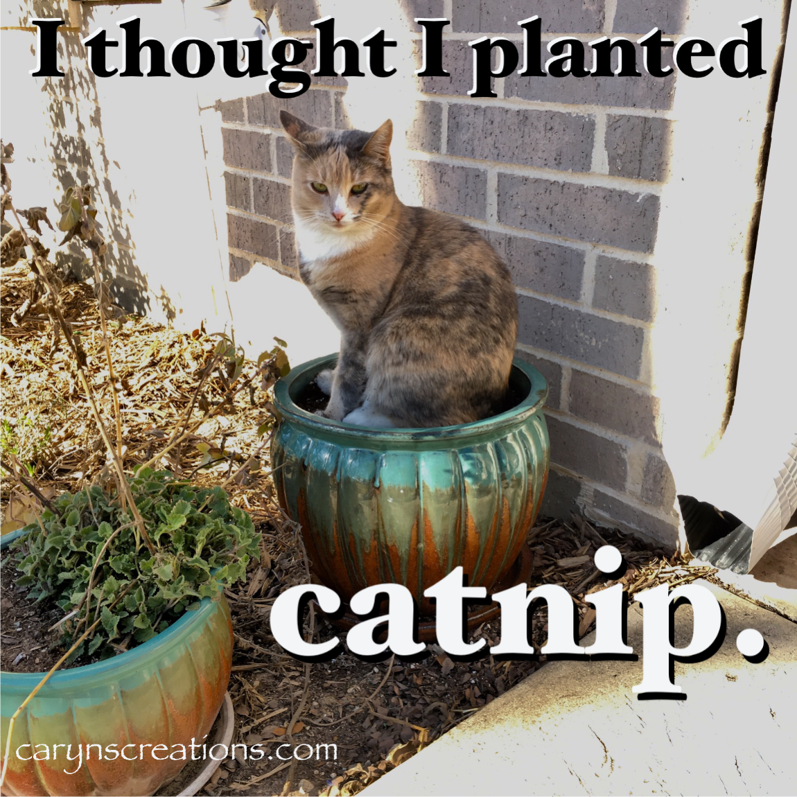 Cat in plant pot with caption “I thought I planted catnip.”