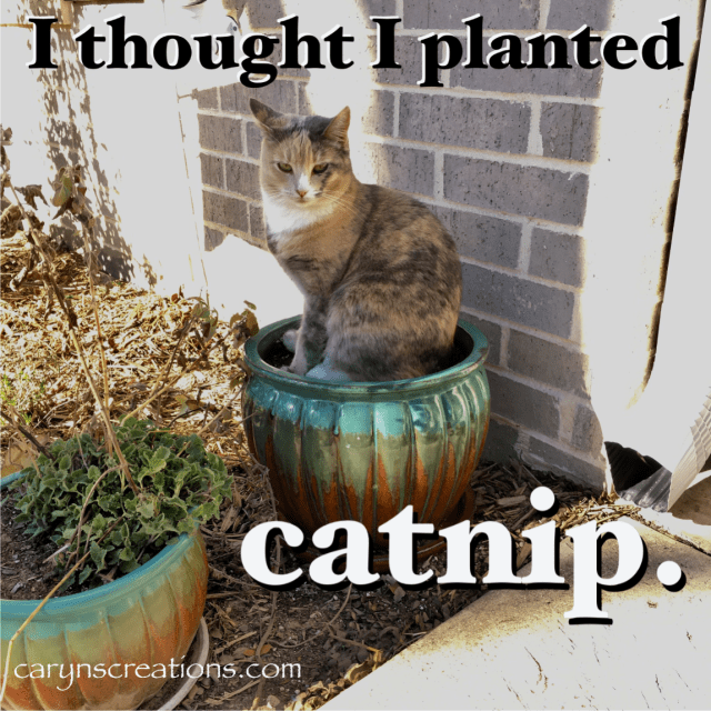 Cat in plant pot with caption “I thought I planted catnip.”