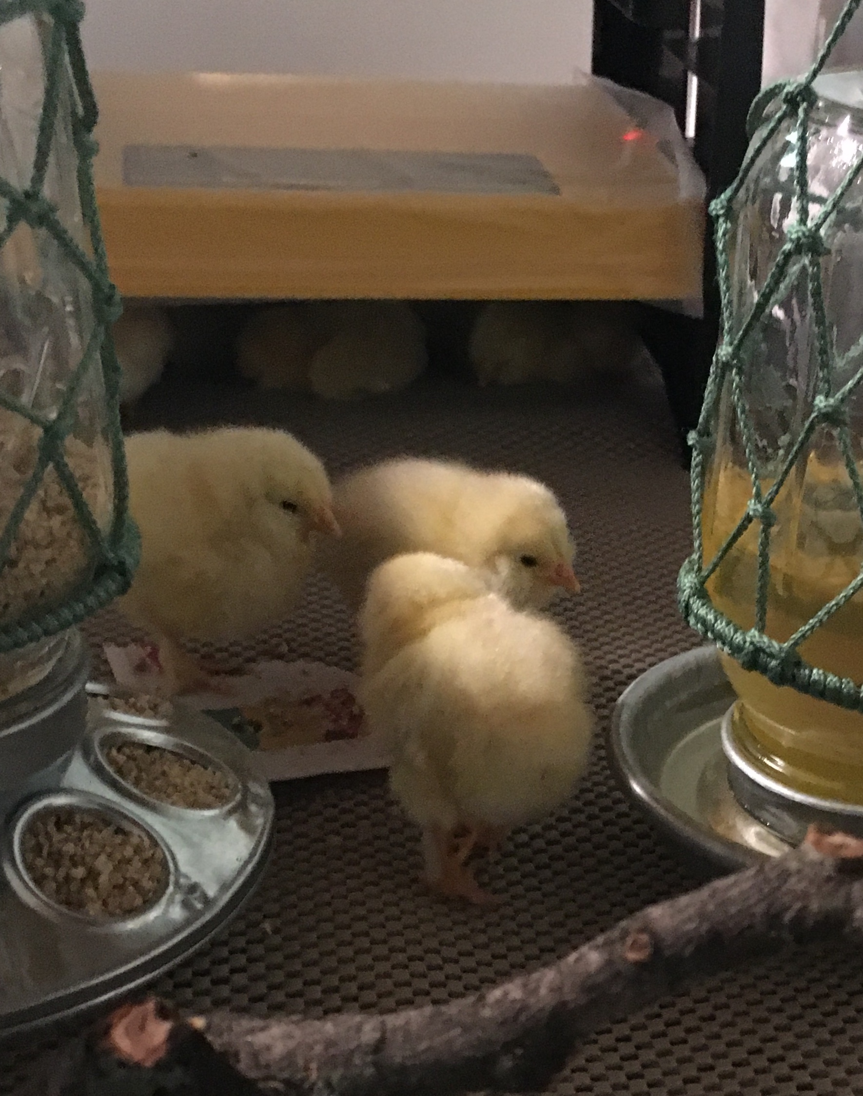 Faverolle chicks, 2 days old