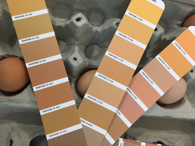Egg color part two – Critters and Craft