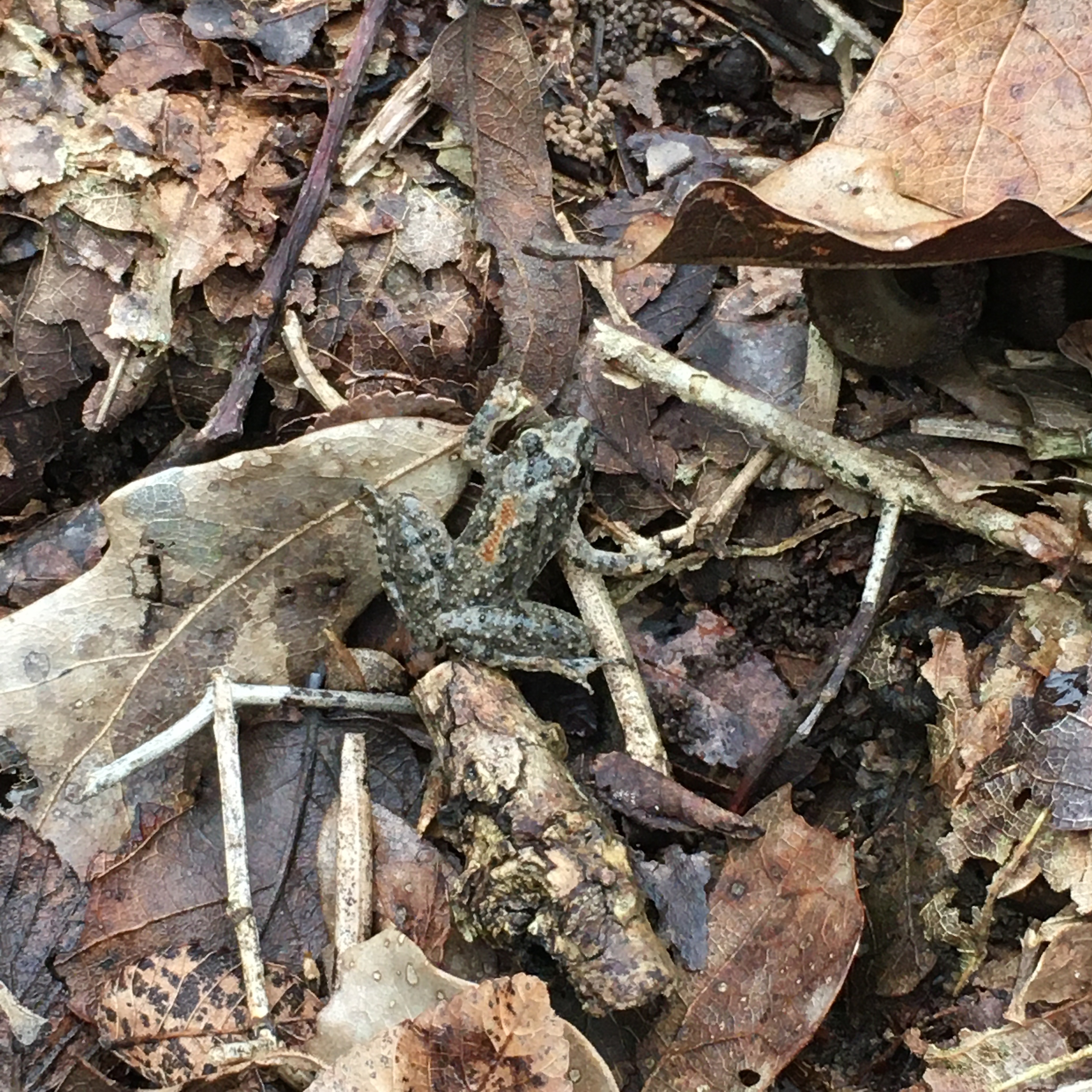 Spring frogs – Critters and Craft