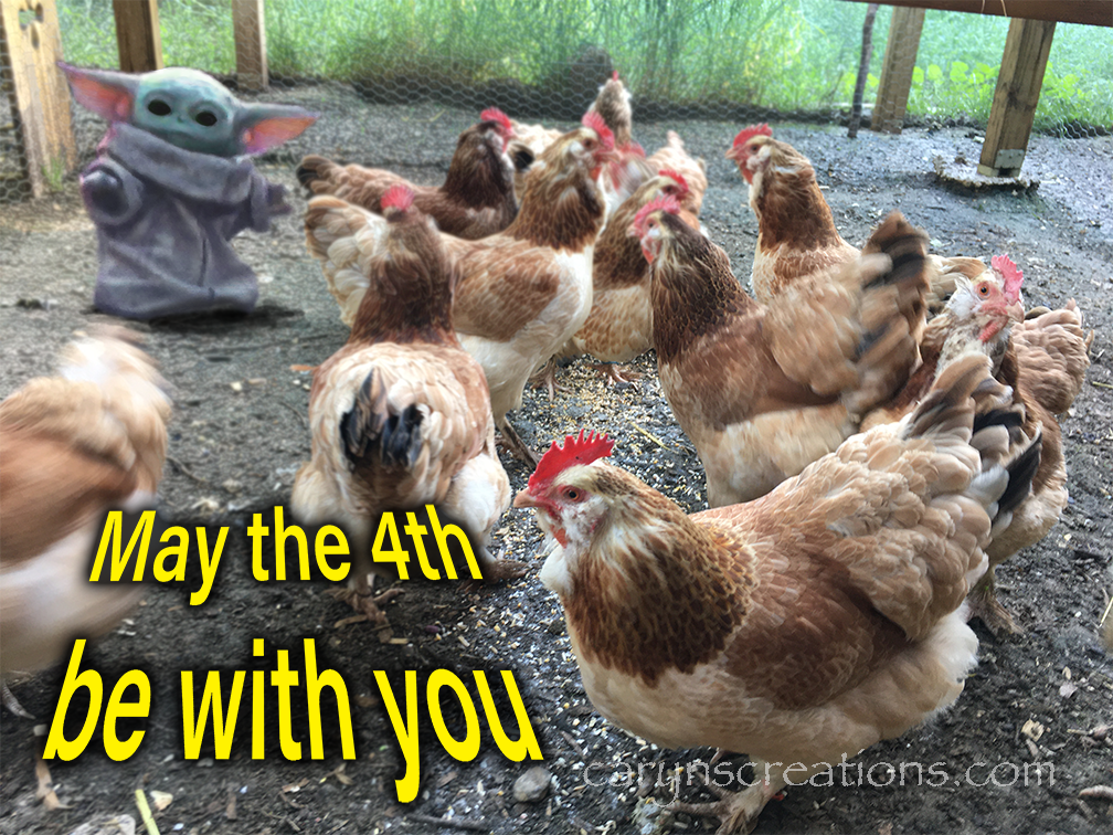 Baby Yoda takes on my chickens