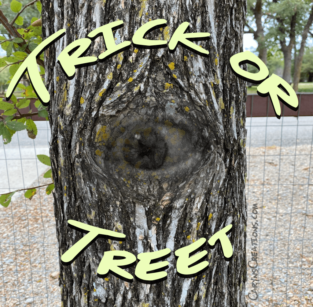 Eye in tree bark.