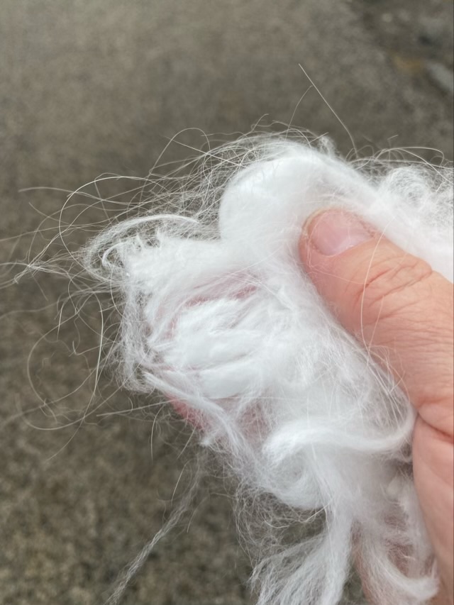 Angora rabbit fur – Critters and Craft