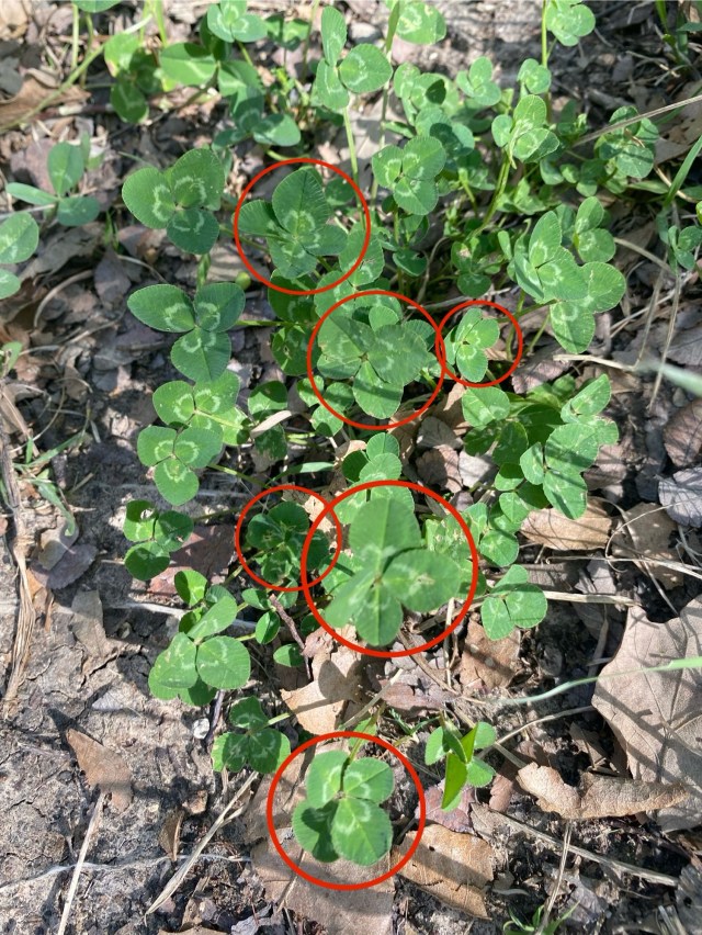 clover leaves with red circles