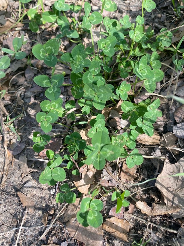 patch of clover leaves