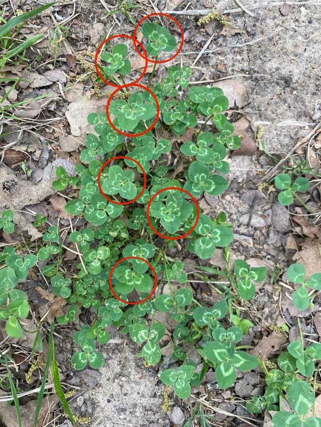 clover leaves with red circles