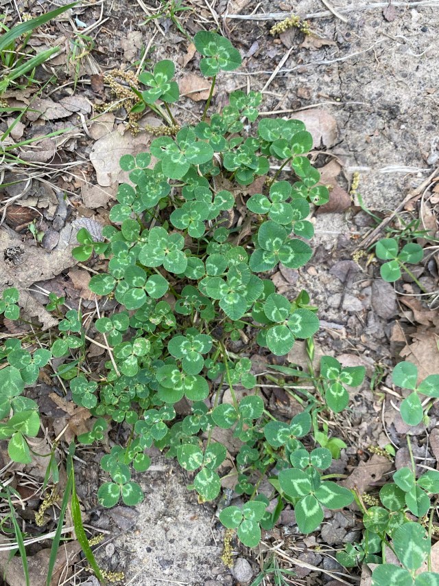 clover leaves